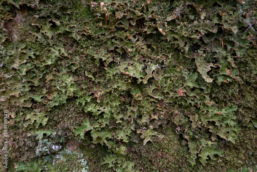 Green Lichen Texture Green Lichen Texture