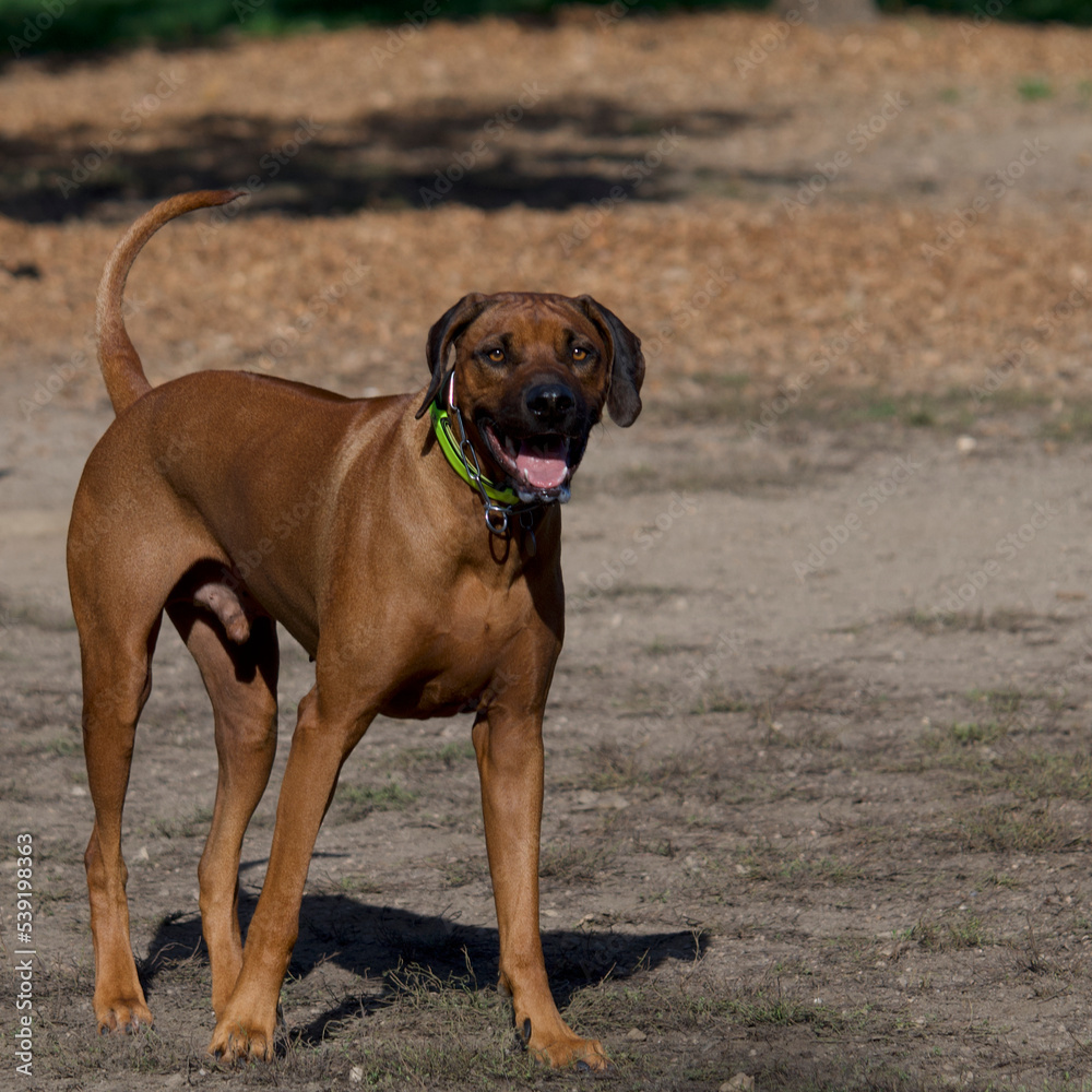 Beautiful rhodesian dog standing in the morning light looking at camera in a park near Lyon, France