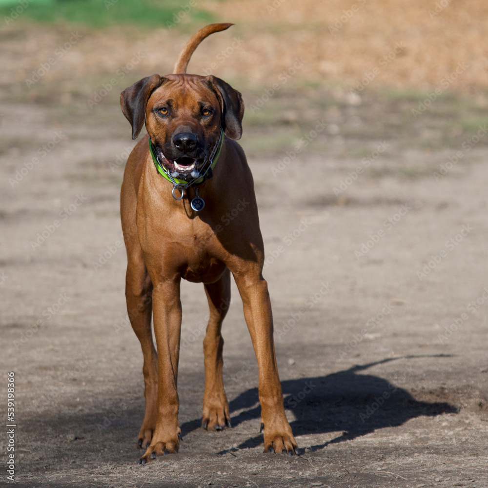 Beautiful rhodesian dog standing in the morning light looking at camera in a park near Lyon, France