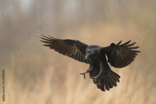 Bird Common Raven Corvus corax, dark style big black scary bird flying, Helloween