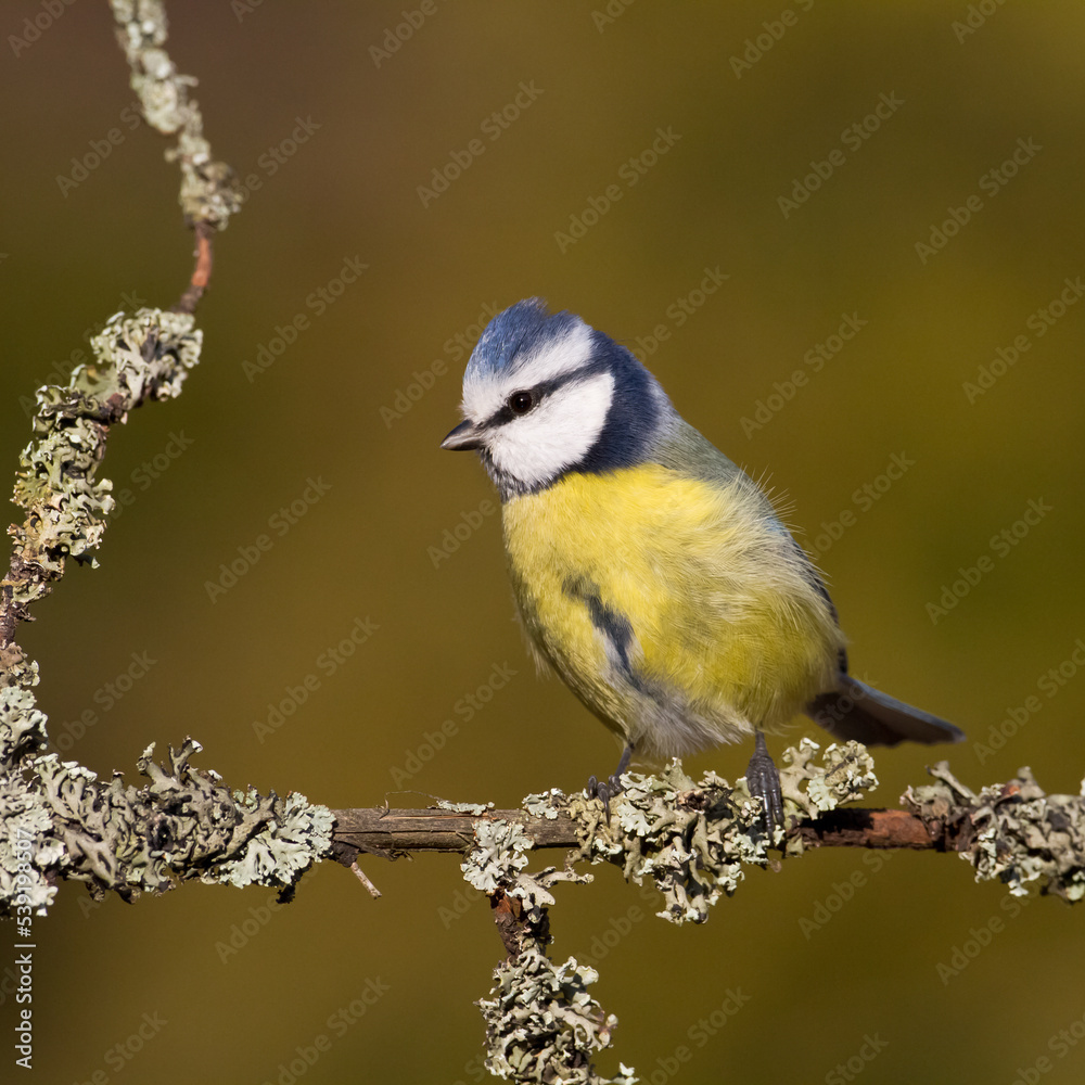 Bird - Blue Tit ( Cyanistes caeruleus ) perched on tree winter time small bird on blurred background Bird - Blue Tit ( Cyanistes caeruleus ) perched on tree winter time small bird on blurred background