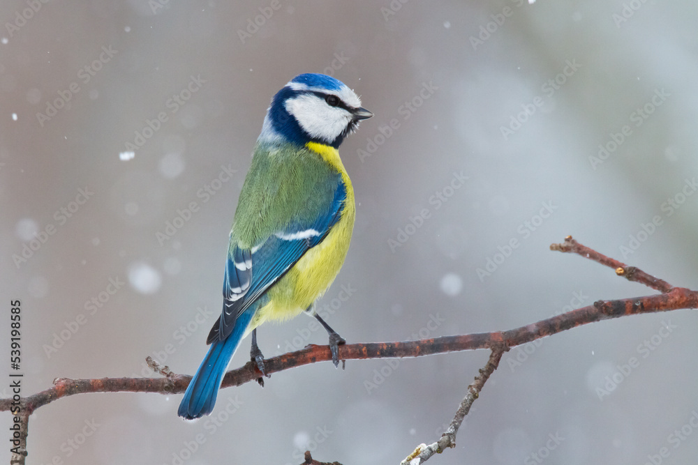 Obraz premium Bird - Blue Tit ( Cyanistes caeruleus ) perched on tree winter time small bird on blurred background 