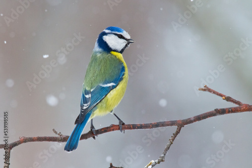 Bird - Blue Tit ( Cyanistes caeruleus ) perched on tree winter time small bird on blurred background 
