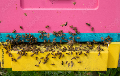 Bees swarm near the hives. Production of natural honey, environmentally friendly products. © andreysha74
