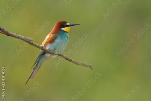 European Bee-Eater Merops apiaster perched on Branch near Breeding Colony. Wildlife scene of Nature in Northern Poland - Europe