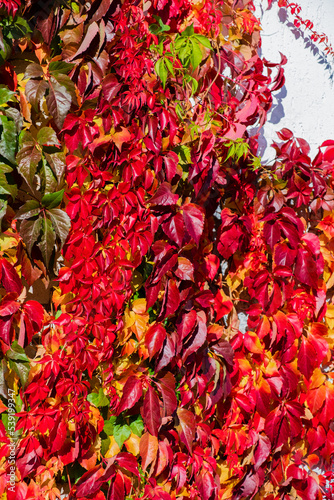 Close up of Autumn Wild Grape leaves