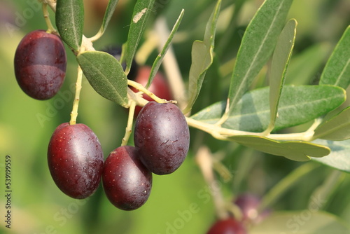 Dark olives on tree, fresh and healthy fruit, ready for harvest