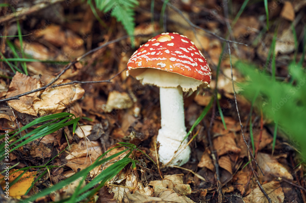 Close up view of fly agaric mushroom that is on the ground Close up view of fly agaric mushroom that is on the ground