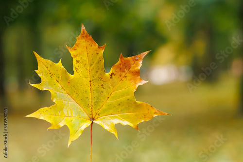 yellow autumn maple leaf close-up