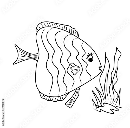 Coloring Book, fish picture series