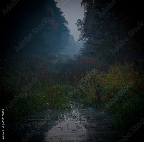  Panorama of the misty forest. Fairy tale spooky looking forest on a foggy day. A cold misty morning in a horror forest overlooking the river