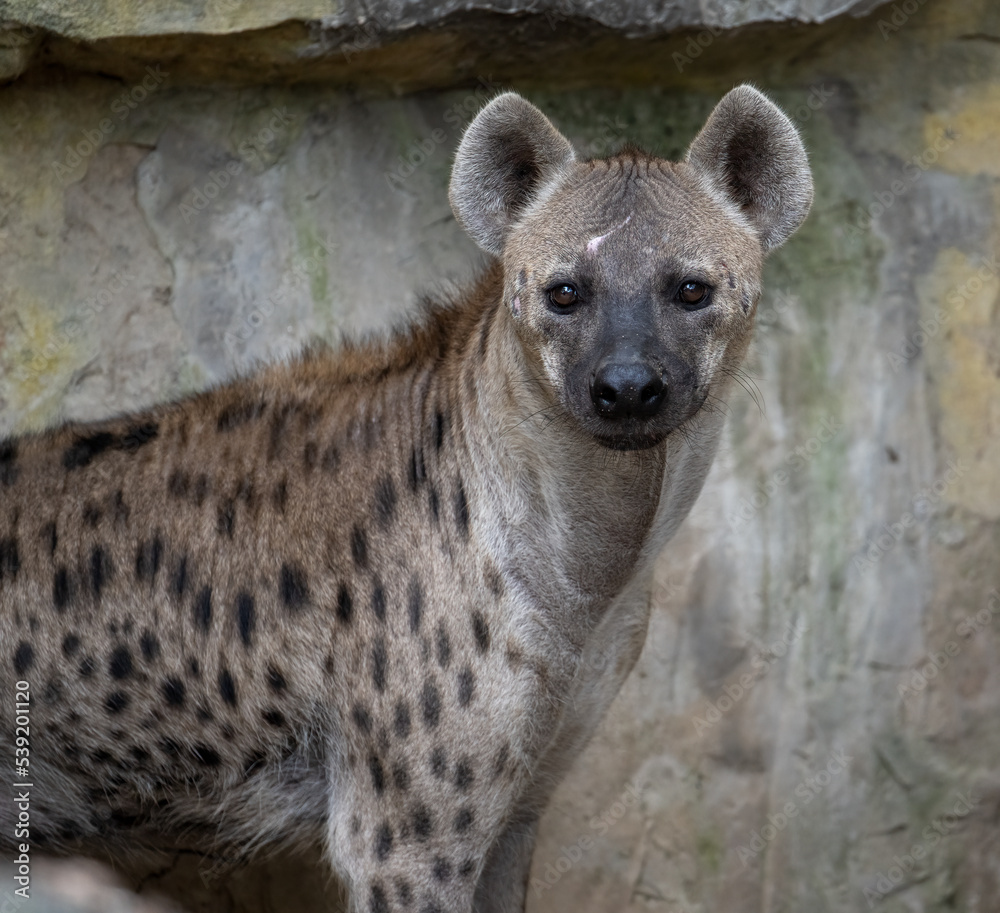 portrait  for a spotted hyena