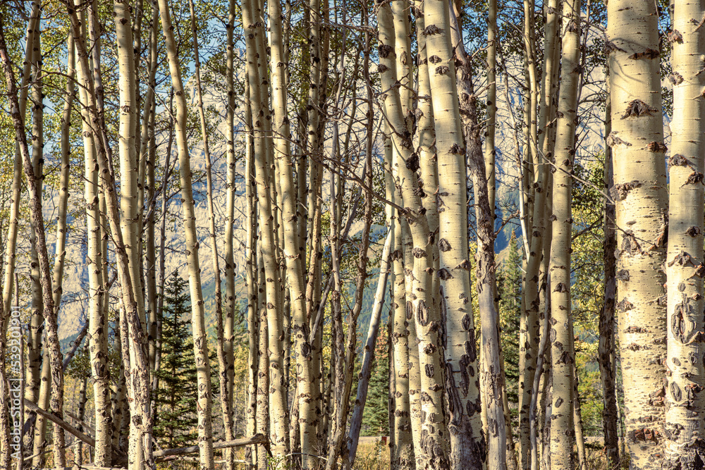 Fototapeta premium Aspen Trees in Kananaskis Country