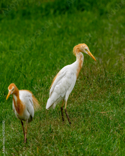 cattle egret or Bubulcus ibis in a breeding plumage in natural green background at keoladeo national park or bharatpur bird sanctuary rajasthan india asia