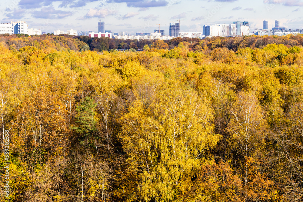 yellow autumn forest and modern high-rise buildings on horizon on sunny day