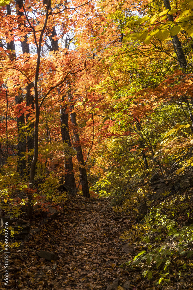 가을 색으로 한껏 물든 숲속