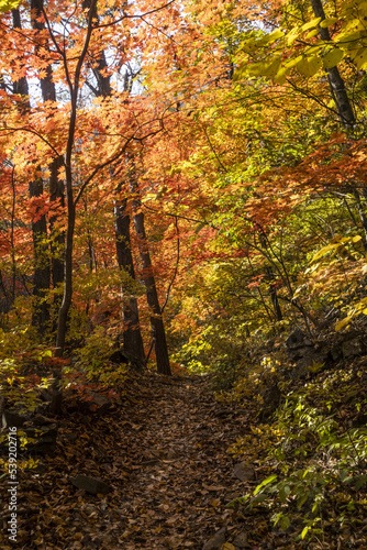가을 색으로 한껏 물든 숲속