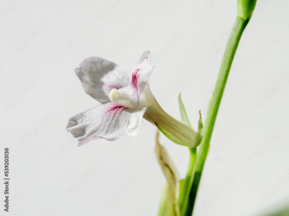 Obraz premium Flower of maranta lemon lime house plant. Close up view of pink flower, flowering green veined exotic plant Maranta Leuconeura Lemon Lime. Shallow DOF