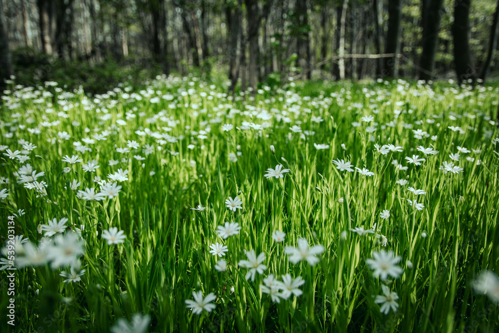 Fototapeta premium Tapis de fleurs blanches en sous bois dans la foret au printemps