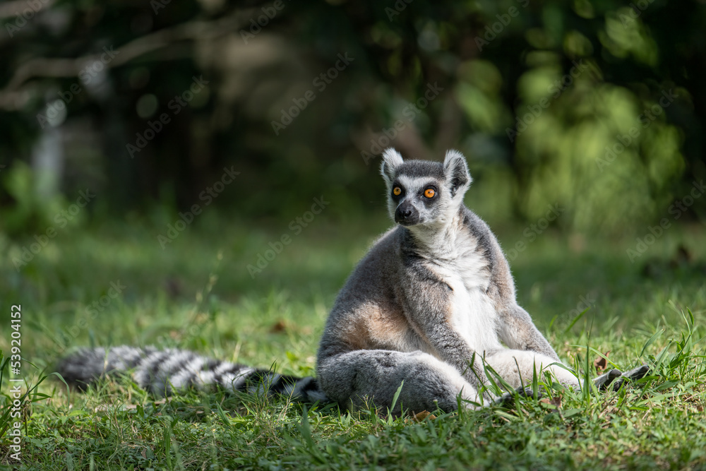 portrait for a sitting ring lemur