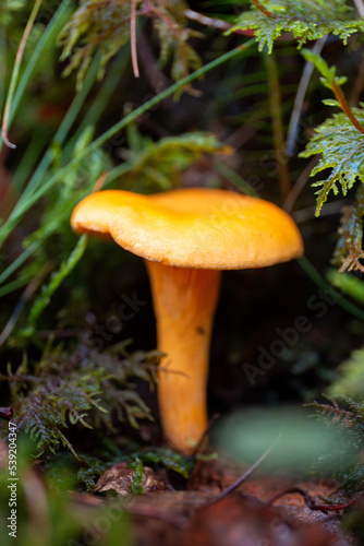 Chanterelle mushroom in a Scottish forest