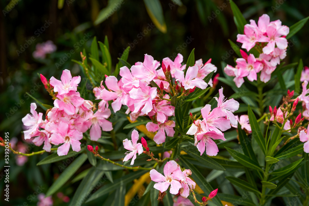 A beautiful blooming oleander flower in the park