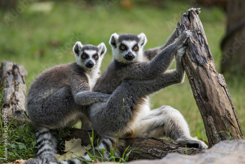 two ring lemurs sitting together