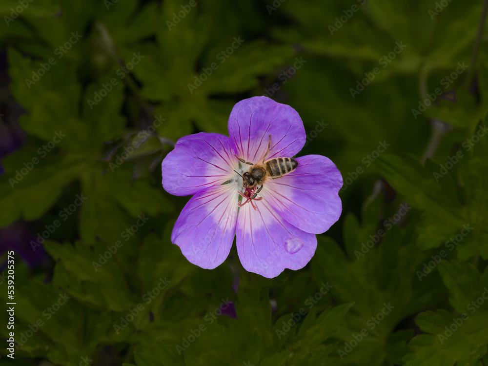 Obraz premium bee on a flower