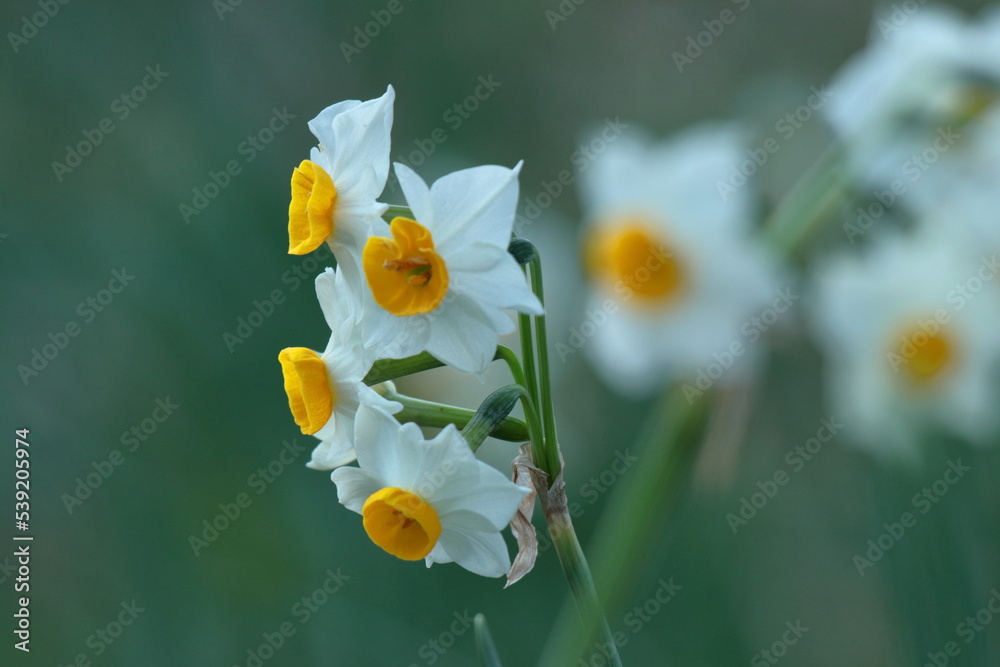 Fototapeta premium 香り漂う冬の花