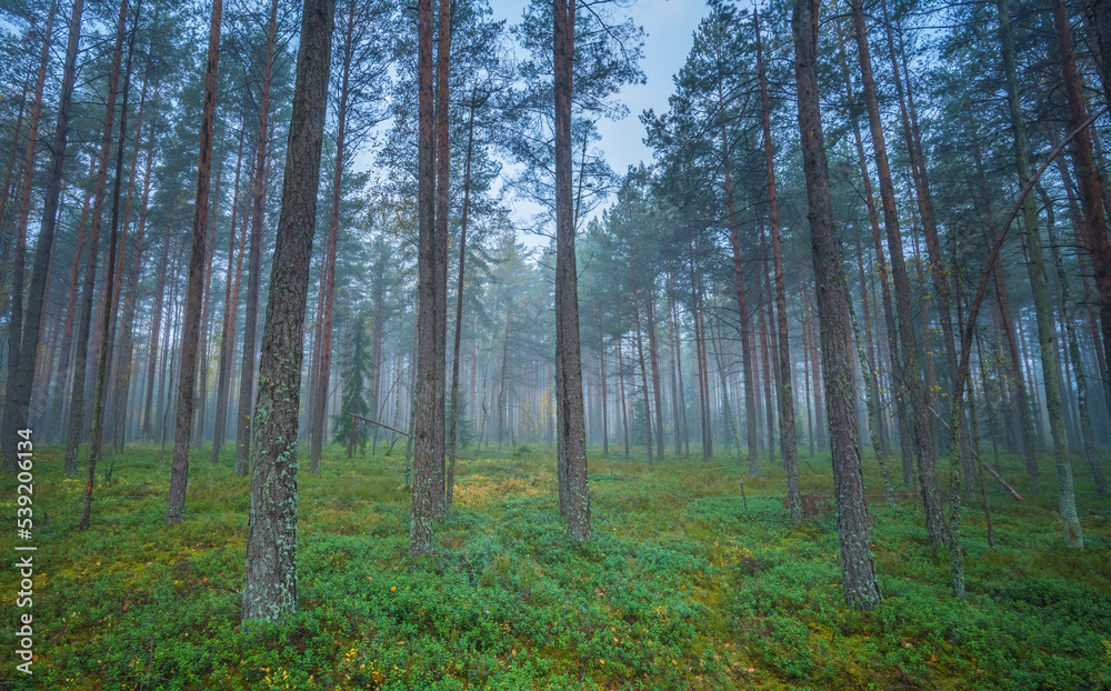 Dark misty forest with white haze, dreamy view Dark misty forest with white haze, dreamy view