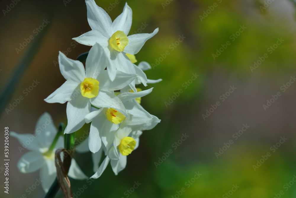 Fototapeta premium 香り漂う冬の花
