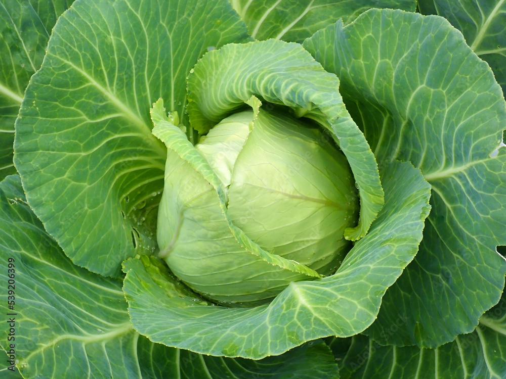 Green Cabbage growing in a garden Green Cabbage growing in a garden