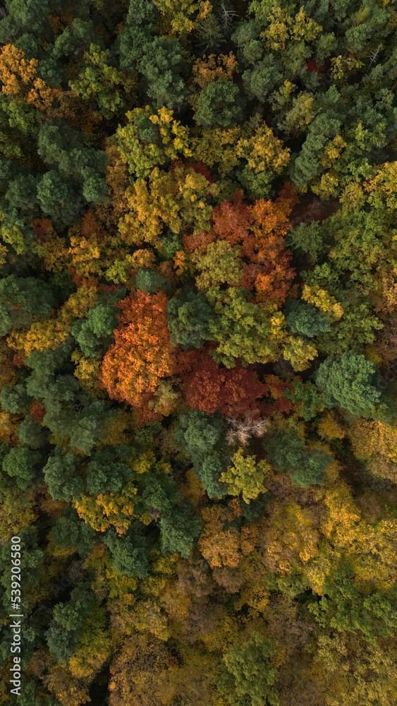 Fototapeta premium Beautiful aerial fall trees. Top down view on autumn deciduous forest in yellow and orange colors. Aerial view of forest during calm autumn day. Colourful autumn colours in forest spits