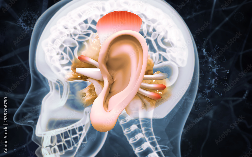 Ear Structure Hd Human ear anatomy. Ears inner structure, organ of hearing 3d ...