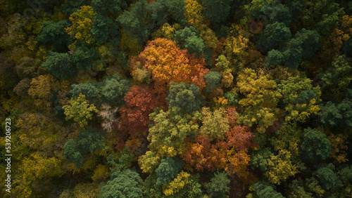 Beautiful aerial fall trees. Top down view on autumn deciduous forest in yellow and orange colors. Aerial view of forest during calm autumn day. Colourful autumn colours in forest spits