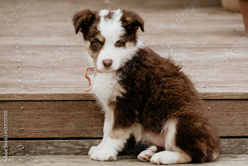 Tri coloured border collie pup sitting on step. photo