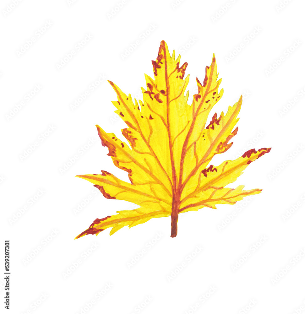 Yellow maple leaf hand painted gouache illustration. Autumn png clipart. Fall seasonal decor. Botanical, floral graphic elements 