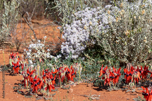 Sturt's desert pea flowering in the wild photo