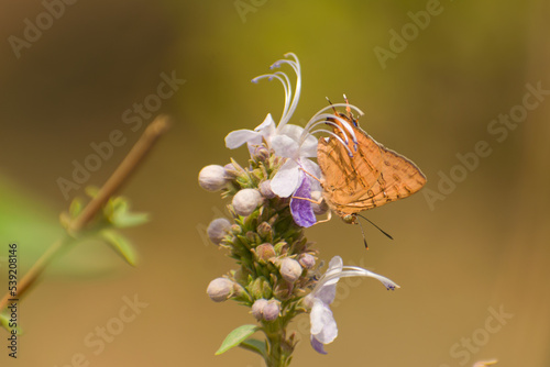 Closeup shot of orange color butterfly perching on a wild flower. Natural green background with copy space. Spindasis ictis , Common shot silverline