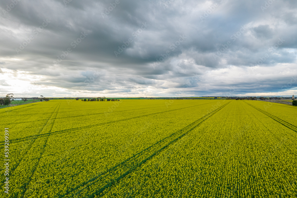 Looking at newly flowering canola paddocks on a stormy afternoon. Looking at newly flowering canola paddocks on a stormy afternoon.