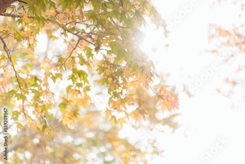 Sunlight through autumn leaves on maple tree photo