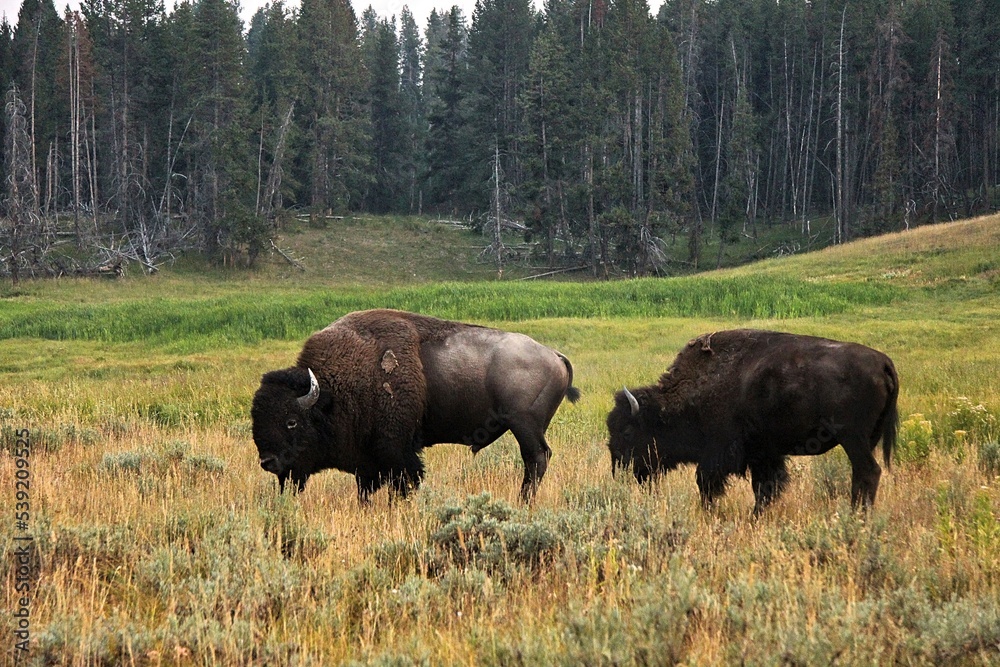 Bison In A Feild Bison In A Feild