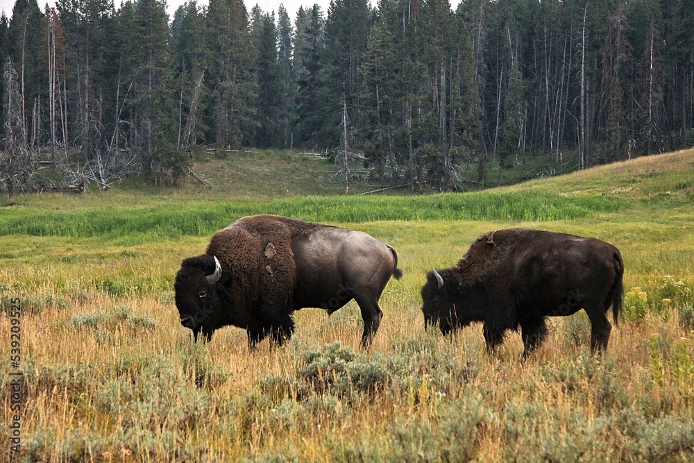 Bison In A Feild