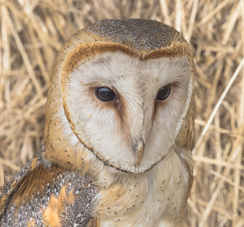 Barn Owl © Tim Bharmal