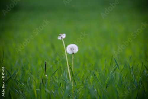 Auf einer Wiese sind die Reste einer L  wenzahnbl  te  jetzt eine Pusteblume. 