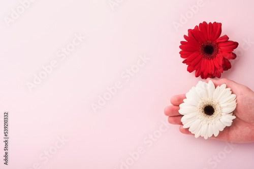 8 March. International Womens Day. Two gerberas red and white, pink envelope on pink background. Copy space. Mock up. Flower concept. Design pattern. 8 march holiday.