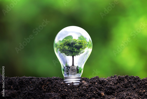 a tree growing in a light bulb in the concept of energy in nature Renewable Energy and Renewable Energy