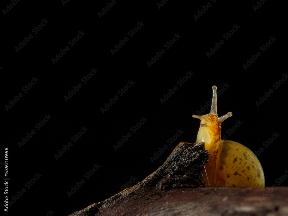 Naklejka premium Beautiful macro nature. Snail in a fairy tale dreamy looking to night sky.Magical artistic image of nature.Dark atmosphere.Magical macro fairy tale, copy space
