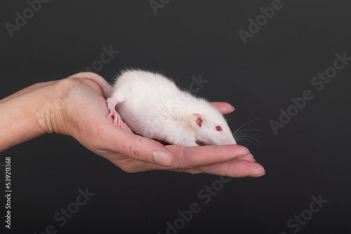 White baby rat on human palm © Maslov Dmitry