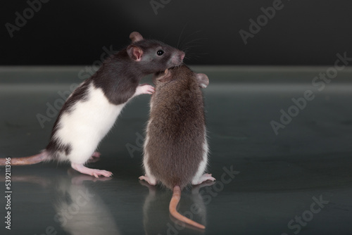 two pet baby rats